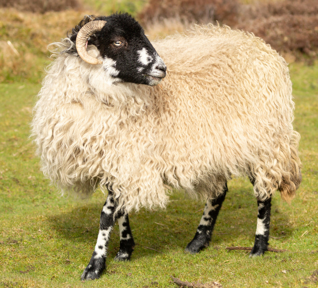 Organic Supreme 10,000 Pocket Spring Mattress